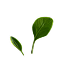 Grains